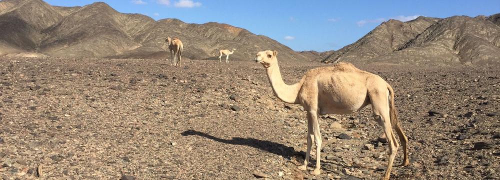 Kamele im Nationalpark Wadi el Gimal