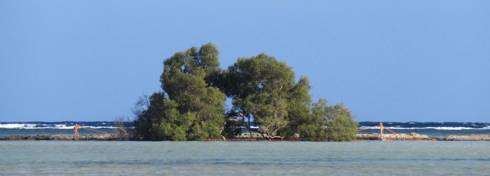 Qulan - Mangrovenbaum im Naturschutzgebiet Wadi el Gimal
